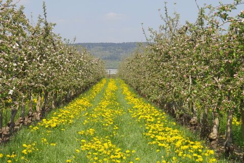 Obstgarten.jpeg